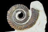 Early Devonian Ammonite (Anetoceras) - Tazarine, Morocco #154320-1